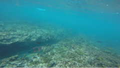 Scarus rubroviolaceus