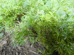 Cyclospermum