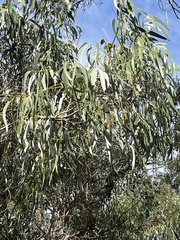Eucalyptus viminalis pryoriana