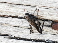 Psophus stridulus