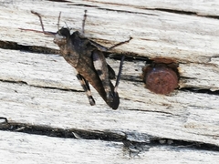 Psophus stridulus