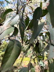 Eucalyptus ovata