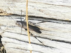 Psophus stridulus