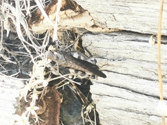 Psophus stridulus