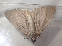 Aplocera plagiata