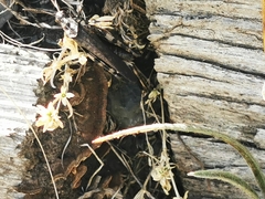 Psophus stridulus