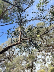 Eucalyptus ovata