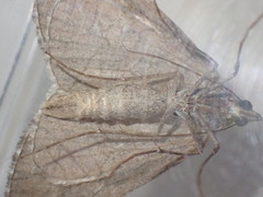 Aplocera plagiata