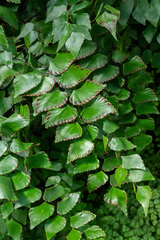 Adiantum peruvianum