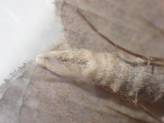 Aplocera plagiata