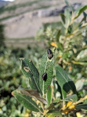 Chrysomela aeneicollis