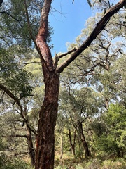 Eucalyptus ovata