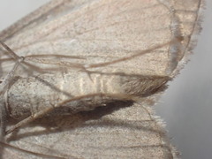 Aplocera plagiata