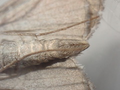 Aplocera plagiata