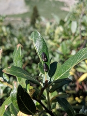 Chrysomela aeneicollis
