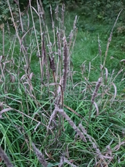 Phleum pratense