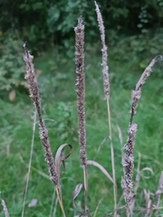 Phleum pratense