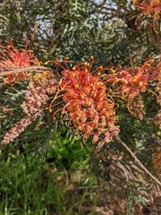 Grevillea bipinnatifida