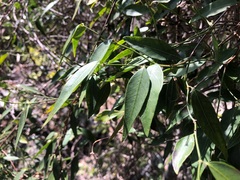 Secamone elliptica