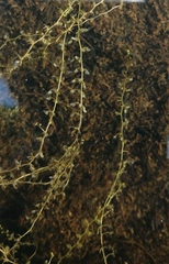 Utricularia minor