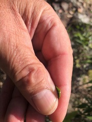 Secamone elliptica