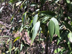 Secamone elliptica