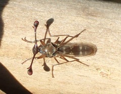 Diasemopsis aethiopica