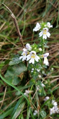 Euphrasia officinalis