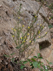 Lactuca viminea chondrilliflora