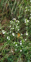 Euphrasia officinalis