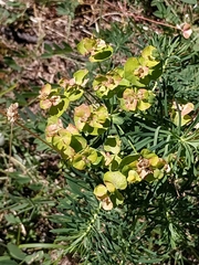 Euphorbia cyparissias