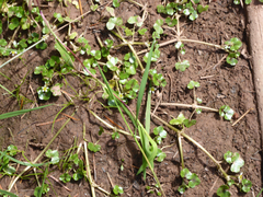 Ranunculus hederaceus