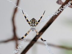 Argiope picta