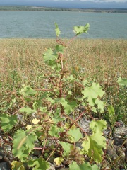 Xanthium orientale riparium
