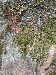 Plagiomnium cuspidatum