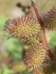 Xanthium orientale riparium