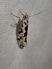 Ypsolopha sequella