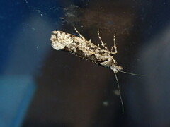 Ypsolopha sequella