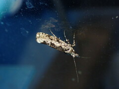 Ypsolopha sequella