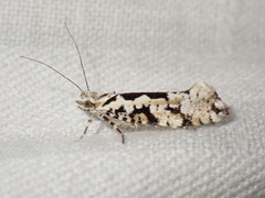Ypsolopha sequella