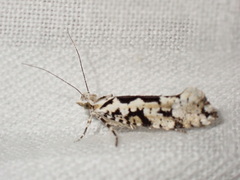 Ypsolopha sequella
