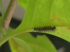 Doleschallia bisaltide