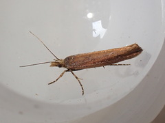 Ypsolopha ustella