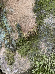 Plagiomnium cuspidatum