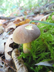 Xerocomellus pruinatus