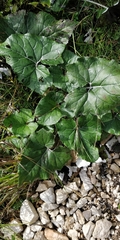 Petasites paradoxus