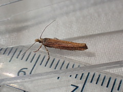 Ypsolopha ustella