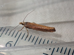 Ypsolopha ustella