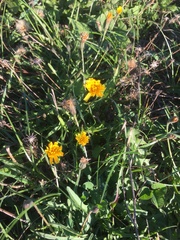 Scorzoneroides autumnalis