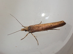 Ypsolopha ustella